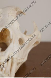 photo reference of skull 0053